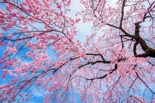 Korea Cherry Blossom Tours in Spring