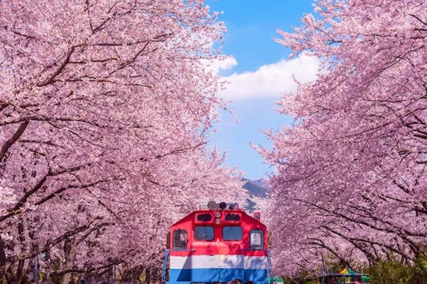 You are currently viewing Spring in Korea – 8 Must-Visit Places to Experience Cherry Blossom