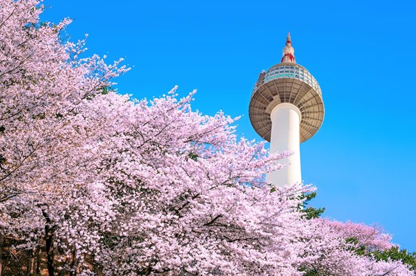 Pink Cherry Blossoms with Seoul Tower