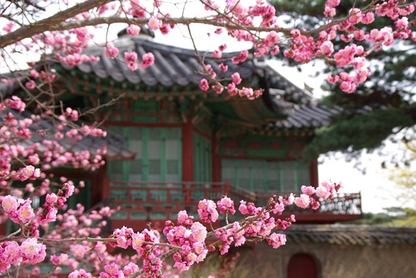 Pink Plum Flowers in Full Bloom at Royal Palace in Seoul