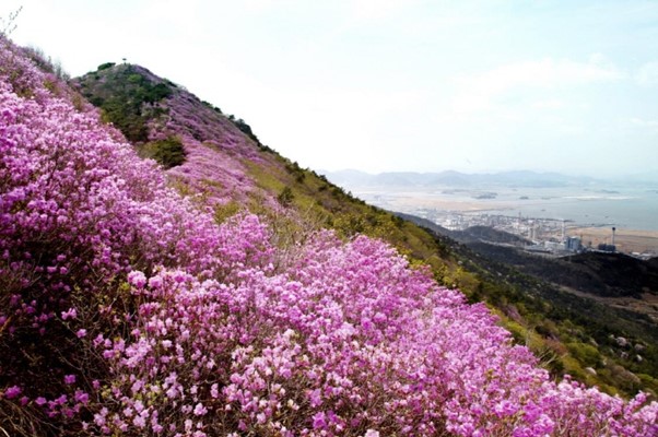 Pink Spring Flowers Festival Take Place in Yeosu City Korea