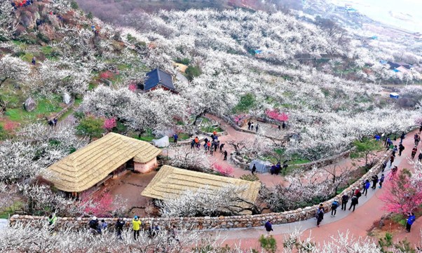 Gwang-Yang Mae-Hwa Village Festival in Korea