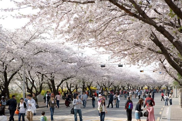 Yeoido Island Cherry Blossom Flower Festival April